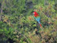 Ara chloroptère Ara chloropterus