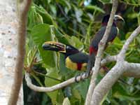 Araçari à oreillons roux Pteroglossus castanotis