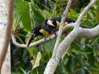 Araçari à oreillons roux Pteroglossus castanotis