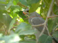 Autour unibande Kaupifalco monogrammicus