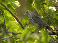 Autour unibande Kaupifalco monogrammicus