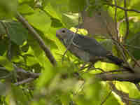 Autour unibande Kaupifalco monogrammicus