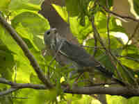 Autour unibande Kaupifalco monogrammicus