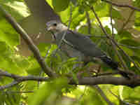 Autour unibande Kaupifalco monogrammicus