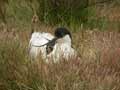 Avocette élégante Recurvirostra avosetta