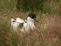 Avocette élégante Recurvirostra avosetta