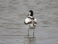 Avocette élégante Recurvirostra avosetta