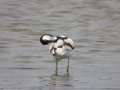 Avocette élégante Recurvirostra avosetta