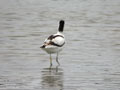 Avocette élégante Recurvirostra avosetta