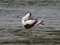 Avocette élégante Recurvirostra avosetta