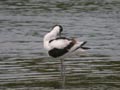 Avocette élégante Recurvirostra avosetta