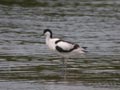 Avocette élégante Recurvirostra avosetta