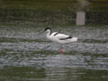 Avocette élégante Recurvirostra avosetta