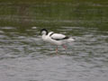 Avocette élégante Recurvirostra avosetta