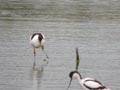 Avocette élégante Recurvirostra avosetta