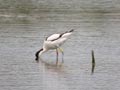 Avocette élégante Recurvirostra avosetta