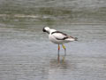 Avocette élégante Recurvirostra avosetta