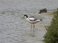 Avocette élégante Recurvirostra avosetta