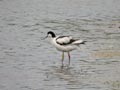 Avocette élégante Recurvirostra avosetta