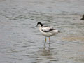 Avocette élégante Recurvirostra avosetta