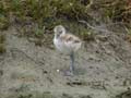 Avocette élégante Recurvirostra avosetta