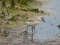 Avocette élégante Recurvirostra avosetta