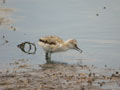 Avocette élégante Recurvirostra avosetta