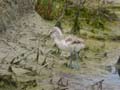 Avocette élégante Recurvirostra avosetta