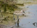 Avocette élégante Recurvirostra avosetta