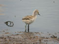 Avocette élégante Recurvirostra avosetta