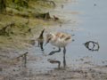 Avocette élégante Recurvirostra avosetta