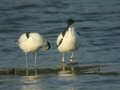 Avocette élégante Recurvirostra avosetta