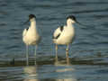 Avocette élégante Recurvirostra avosetta