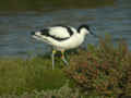 Avocette élégante Recurvirostra avosetta