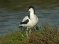 Avocette élégante Recurvirostra avosetta