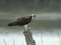 Balbuzard pêcheur Pandion haliaetus