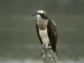 Balbuzard pêcheur Pandion haliaetus
