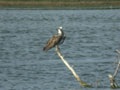 Balbuzard pêcheur Pandion haliaetus