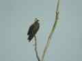 Balbuzard pêcheur Pandion haliaetus