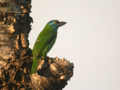 Barbu à gorge bleue Psilopogon asiaticus