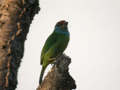 Barbu à gorge bleue Psilopogon asiaticus