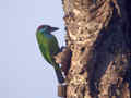 Barbu à gorge bleue Psilopogon asiaticus