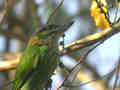 Barbu grivelé Megalaima faiostricta