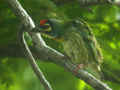 Barbu à plastron rouge Megalaima haemacephala