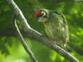 Barbu à plastron rouge Megalaima haemacephala