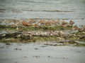 Barge rousse Limosa lapponica