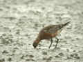 Barge rousse Limosa lapponica