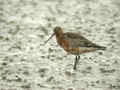 Barge rousse Limosa lapponica