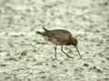 Barge rousse Limosa lapponica