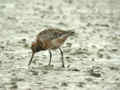 Barge rousse Limosa lapponica